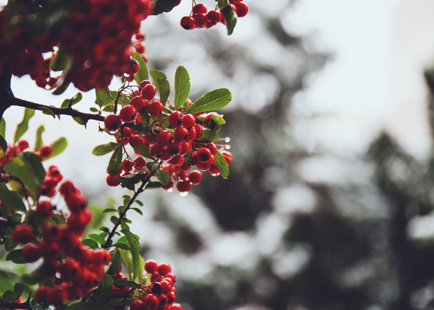 December 2025 Newsletter