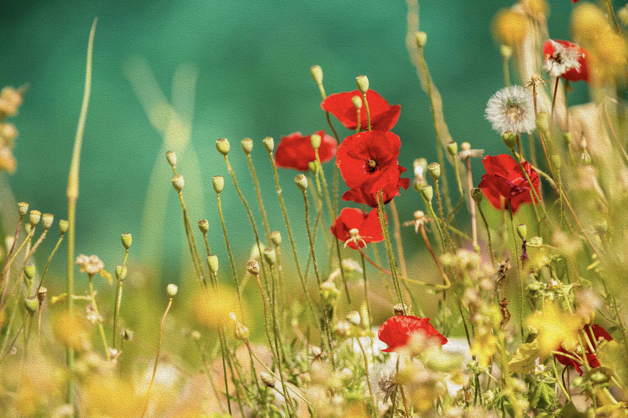 Kevin and Sheryl Photography - Poppies