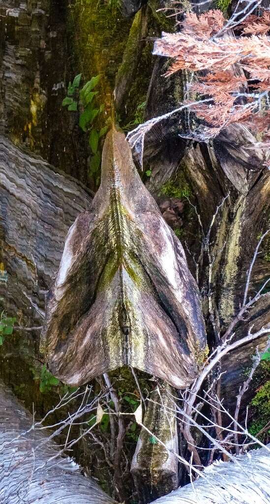 NatureReflected - Hues