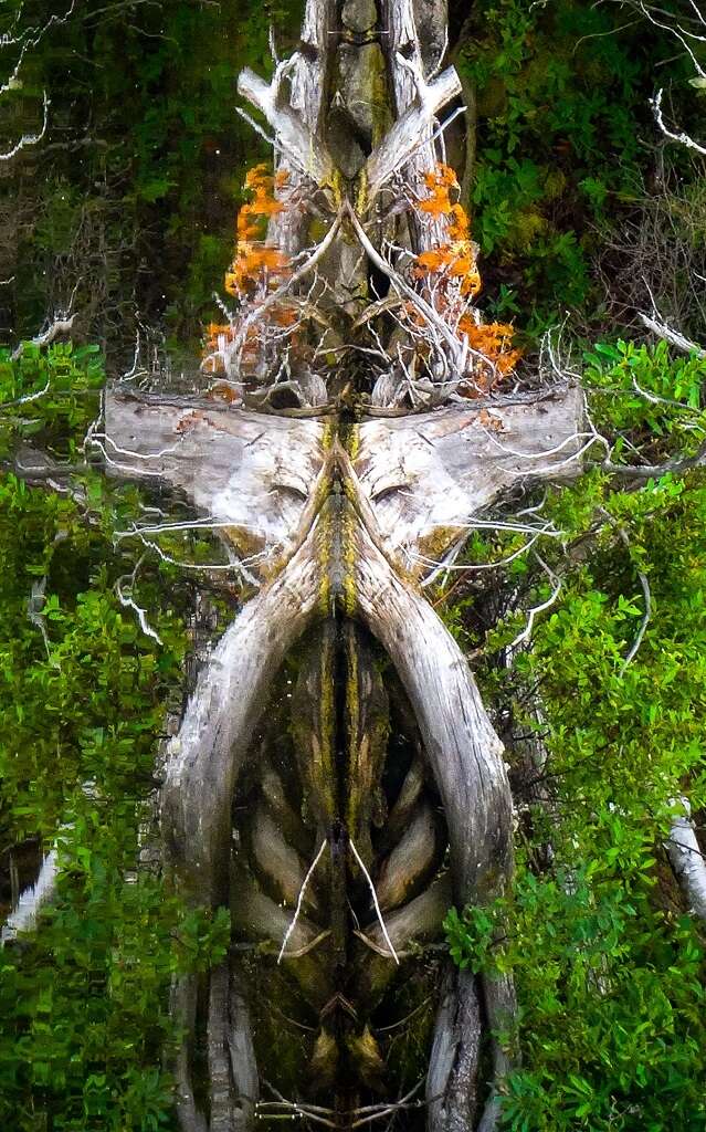 NatureReflected - The Mask