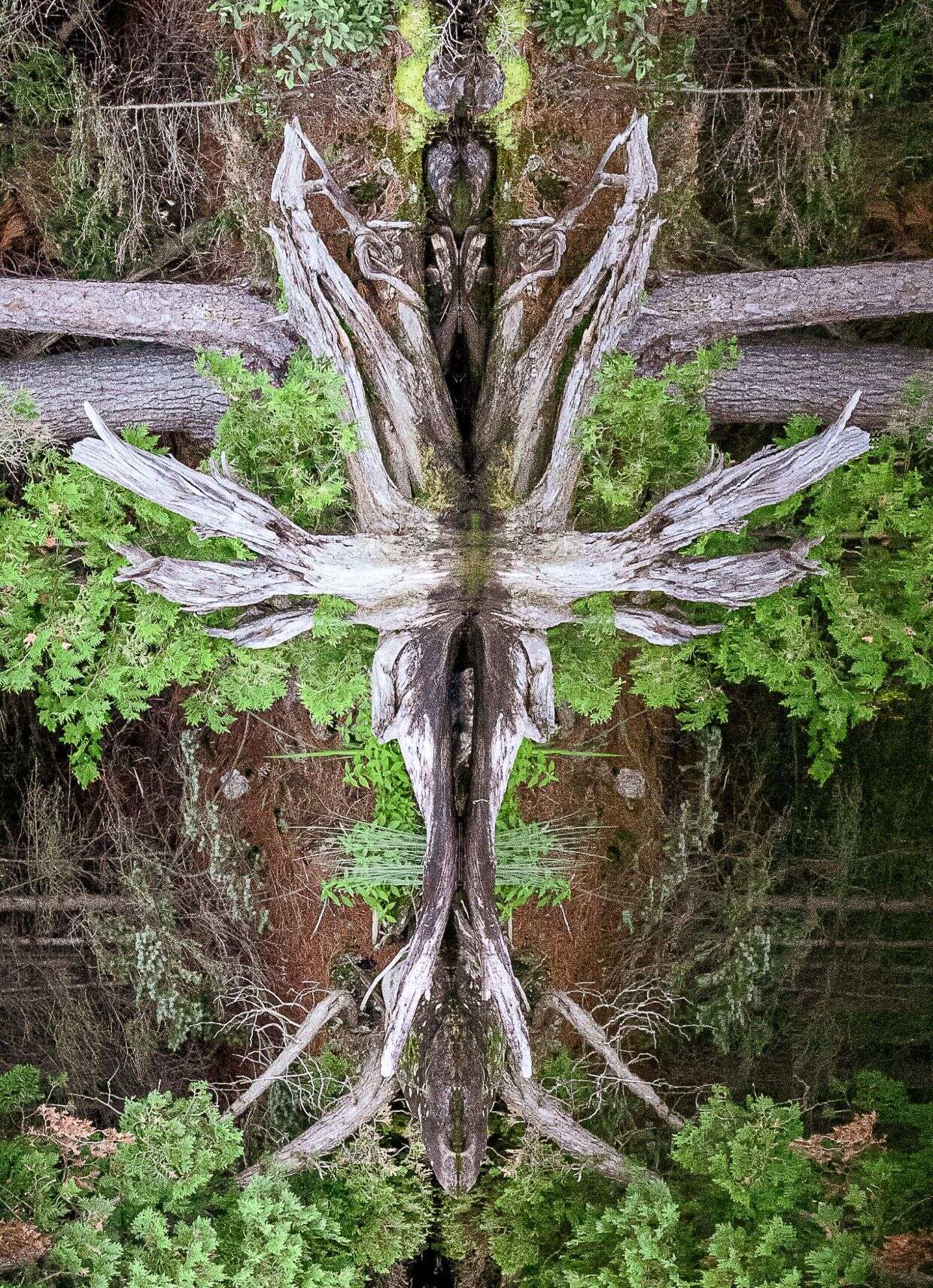 NatureReflected - Imagine