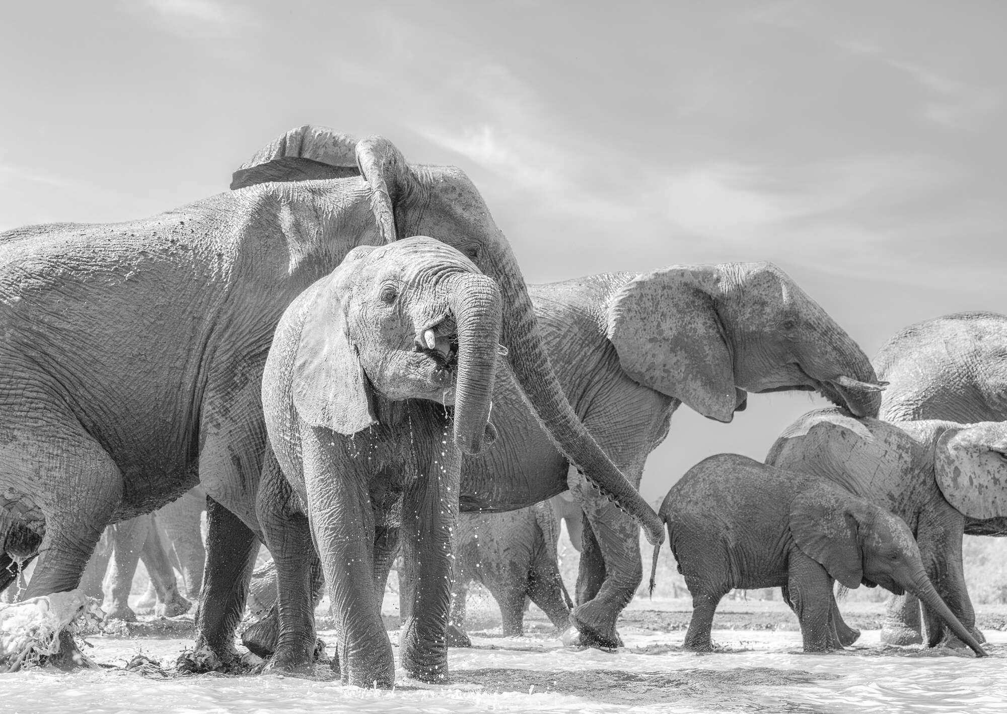 Kevin and Sheryl Photography - Watering Hole
